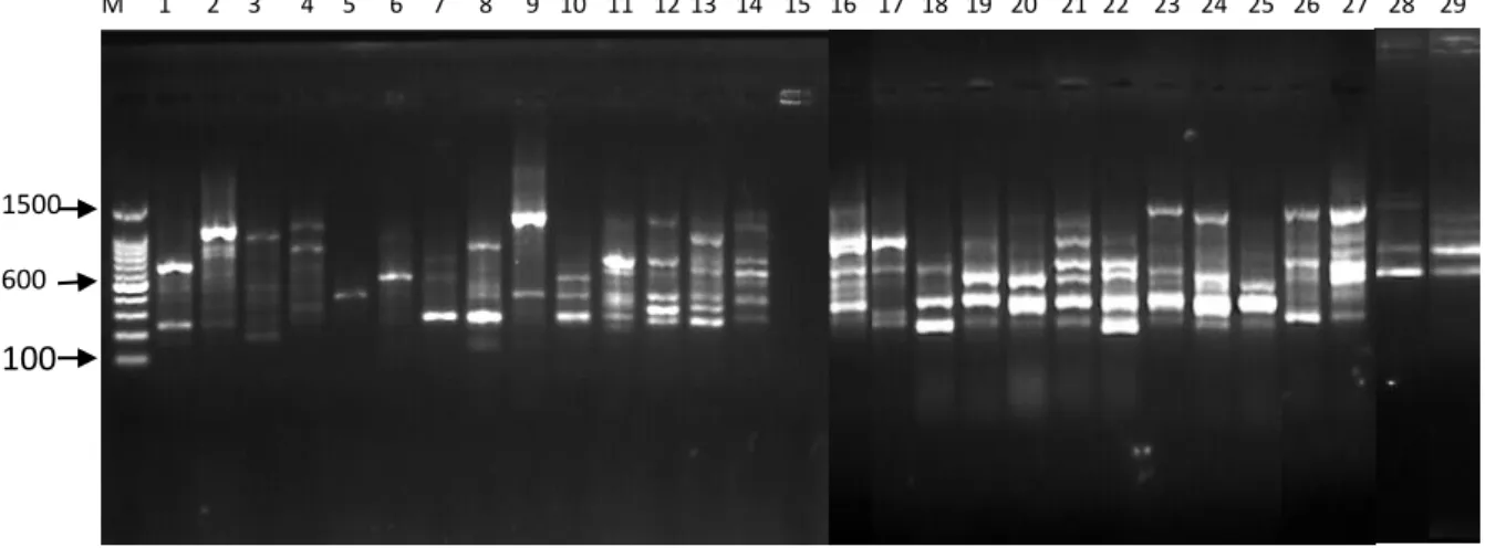 Gambar 9.  Profil  PCR  primer  OPI-17  dengan  (M)  Marker  100  bp  DNA  ladder;  (1)  B.umbrosa  Sawit  Rejo;  (2)  B