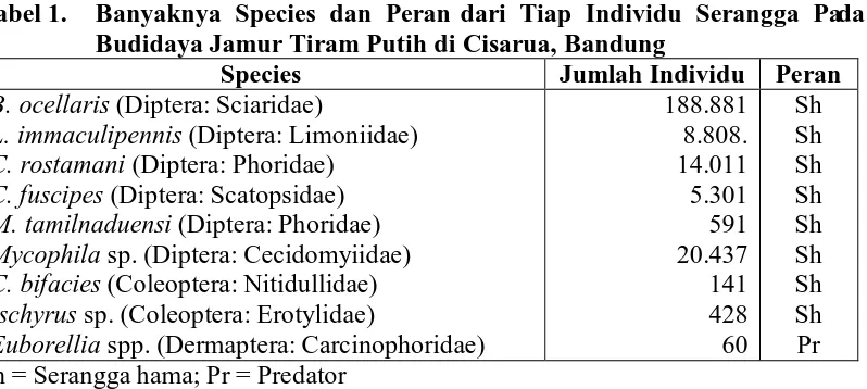 Tabel 1.  Banyaknya Species dan Peran dari Tiap Individu Serangga Pada Budidaya Jamur Tiram Putih di Cisarua, Bandung 