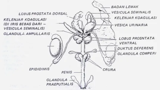 Gambar 4  Organ genital tikus dewasa (Turner dan Bagnara 1980).