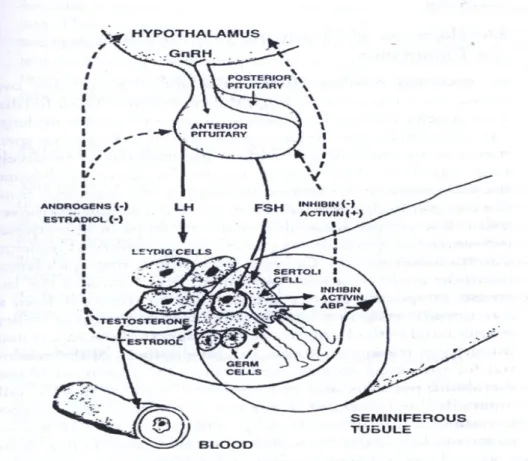 Gambar 6  Endokrin testis  (Hafez et al.2000)            