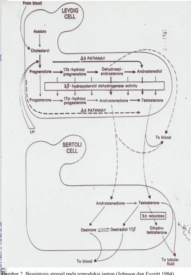 Gambar 2  Biosintesis steroid pada reproduksi jantan (Johnson dan Everitt 1984)