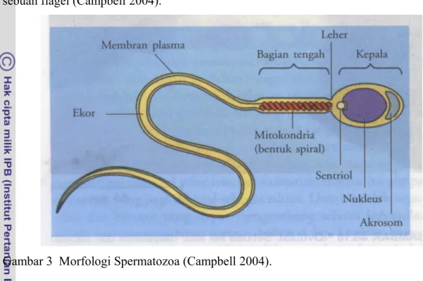 Gambar 3  Morfologi Spermatozoa (Campbell 2004).