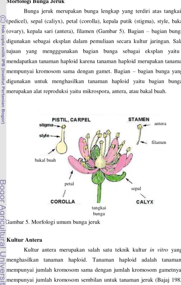 Gambar 5. Morfologi umum bunga jeruk   