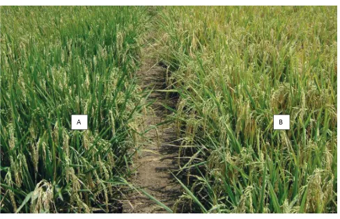 Gambar 5.  Kondisi Daun Bendera dan Daun Tanaman Menjelang Panen                    A = diberi nano silika koloid (NSK) 20 ppm, B = tanpa diberi silika (kontrol)