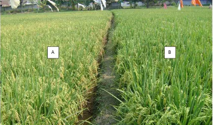 Gambar 3.  Kondisi umur panen tanamam padi yang mendapat perlakuan berbeda,  A = diberi nano silika koloid (NSK) 20 ppm, B = tanpa pemberian silika (kontrol)