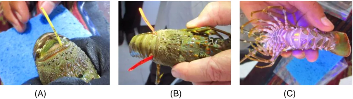 Gambar 1. Jenis tag dan aplikasinya pada lobster (A) T-bar, (B) streamer, dan (C) Visual Implant Elastomer (VIE).
