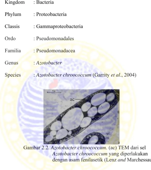 Gambar 2.2. Azotobacter chroococcum. (ac) TEM dari sel                         Azotobacter chroococcum yang diperlakukan                         dengan asam fenilasetik (Lenz and Marchessault) 