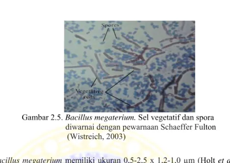 Gambar 2.5. Bacillus megaterium. Sel vegetatif dan spora                        diwarnai dengan pewarnaan Schaeffer Fulton                                         (Wistreich, 2003) 