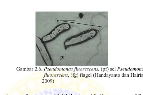 Gambar 2.6. Pseudomonas fluorescens. (pf) sel Pseudomonas                        fluorescens, (fg) flagel (Handayanto dan Hairiah,                         2009) 