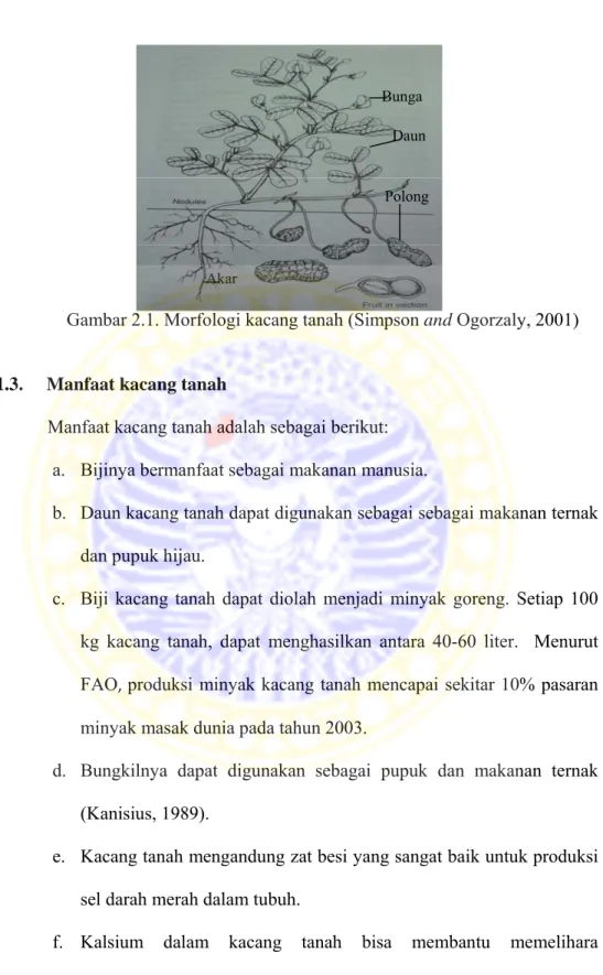 Gambar 2.1. Morfologi kacang tanah (Simpson and Ogorzaly, 2001) 