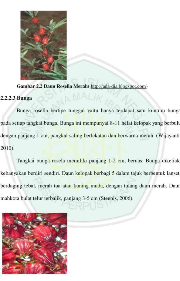 Gambar 2.2 Daun Rosella Merah( http://ada-dia.blogspot.com)  2.2.2.3 Bunga 