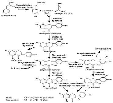 Gambar 5. Biosintesis Flavonoid Sampai Produksi Rutin (Verhoeyen, dkk., 2002)