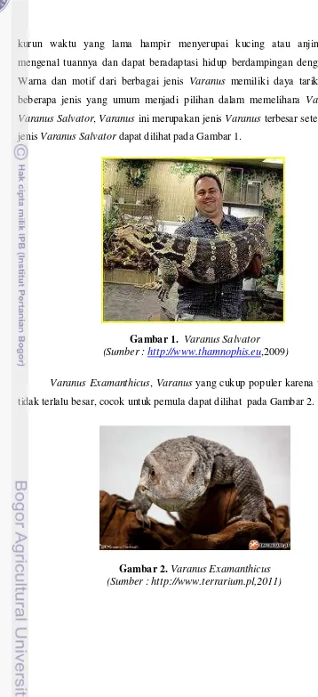 Gambar 2.  Varanus Examanthicus  (Sumber : http://www.terrarium.pl,2011) 