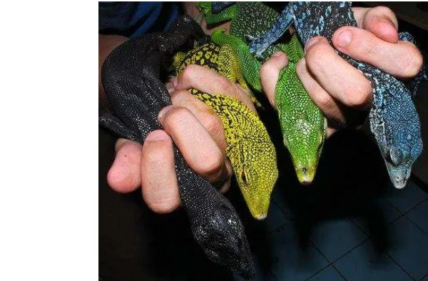 Gambar 3. V. Beccari, V.Raisingeri, V. Prasinus, V.Macrei (tree monitor) 