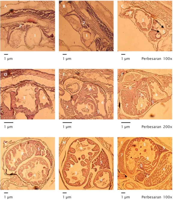 Gambar 3. Histologis larva ikan kerapu macan umur 1 hari (A), 2 hari (B), 3 hari (C), 5 hari (D), 8 hari (E), 11 hari (F), 14 hari (G), 17 hari (H), dan 20 hari (I)