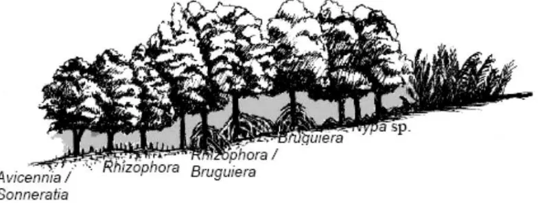 Gambar 5. Salah satu tipe zonasi hutan mangrove di Indonesia (Irwanto, 2006) 