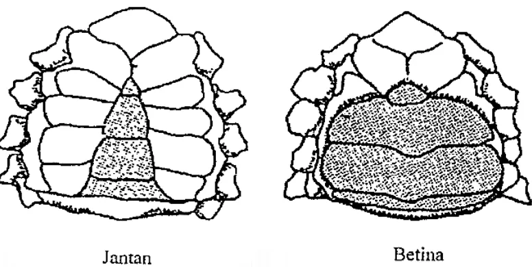 Gambar 2. Abdomen kepiting jantan dan kepiting betina (Moosa dkk., 1985)  