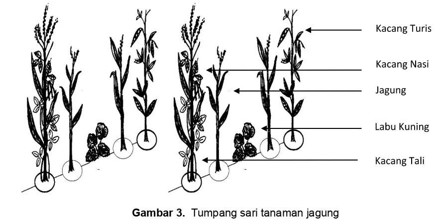 Gambar 3.  Tumpang sari tanaman jagung