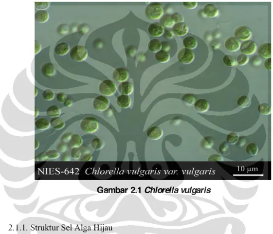 Gambar 2.1 Chlorella vulgaris  