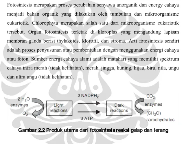 Gambar 2.2 Produk utama dari fotosintesis reaksi gelap dan terang 
