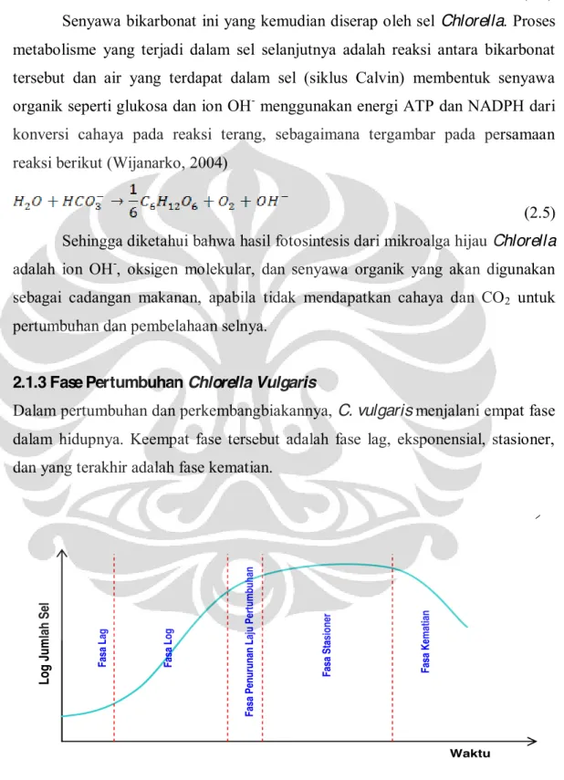 Gambar 2.3 Kurva Pertumbuhan Chlorella vulgaris (Wirosaputro, 2002) 