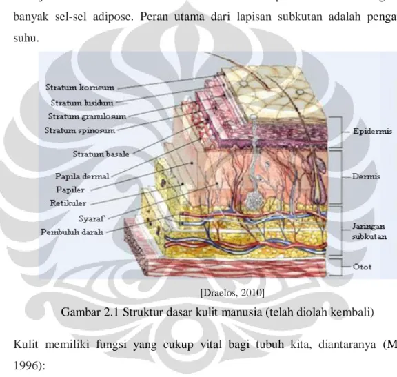 Gambar 2.1 Struktur dasar kulit manusia (telah diolah kembali) 