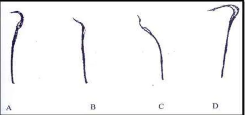 Gambar 2.1. Morfologi sperma mencit (Hayati et al., 2005). Gambar A adalah 