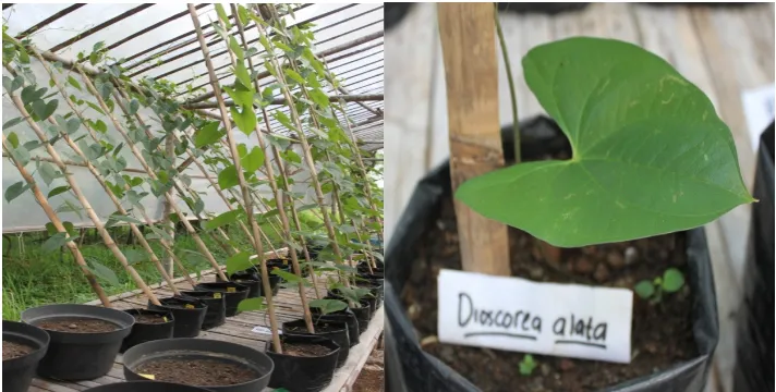 Gambar 5. Fenomena Pertumbuhan Uwi Cicing (Dioscorea alata) yang ditanam di Polibag di dalam Rumah Kaca