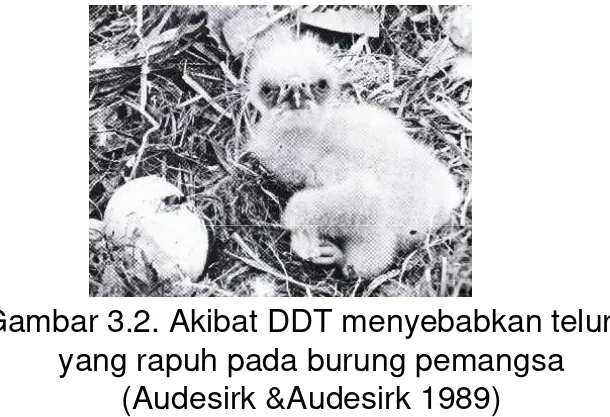 Gambar 3.2. Akibat DDT menyebabkan telur 