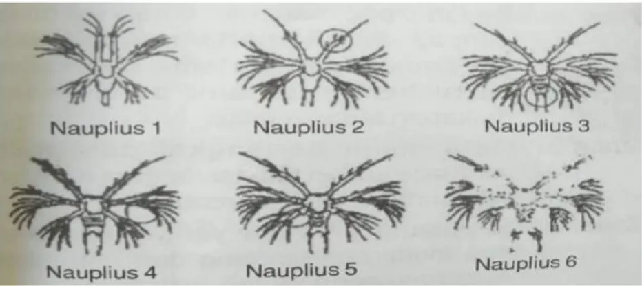Gambar 2.3. Fase Perkembangan Stadia Nauplius (Wyban and Swiney, 1991)  Pada  fase  nauplius  ini  larva  mengalami  enam  kali  pergantian  bentuk dengan  tanda-tanda sebagai berikut : 