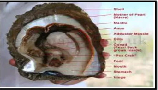 Gambar 2 Anatomi kerang mutiara (Sutaman 1993) 