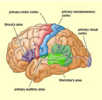 Gambar 6: sejumlah area fungsional di otak, seperti korteks somatosensori dan korteks visual, yang  jika terpengaruh oleh trauma dapat menimbulkan halusinasi yang ditafsirkan sebagai PDK