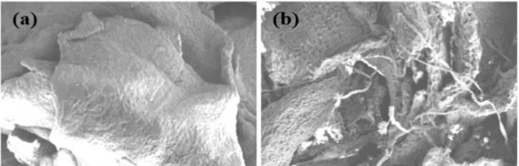 Gambar 1. Citra SEM morfologi permukaan Ulva reticulata (a) tanpa perlakuan awal dan (b) setelah hidrolisis