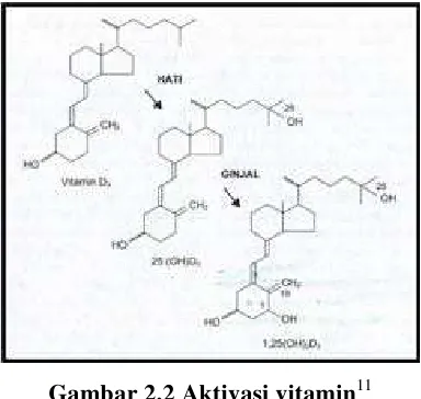 Gambar 2.2 Aktivasi vitamin11 