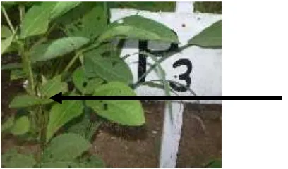 Gambar 5. Foto tanaman kedelai fase R1