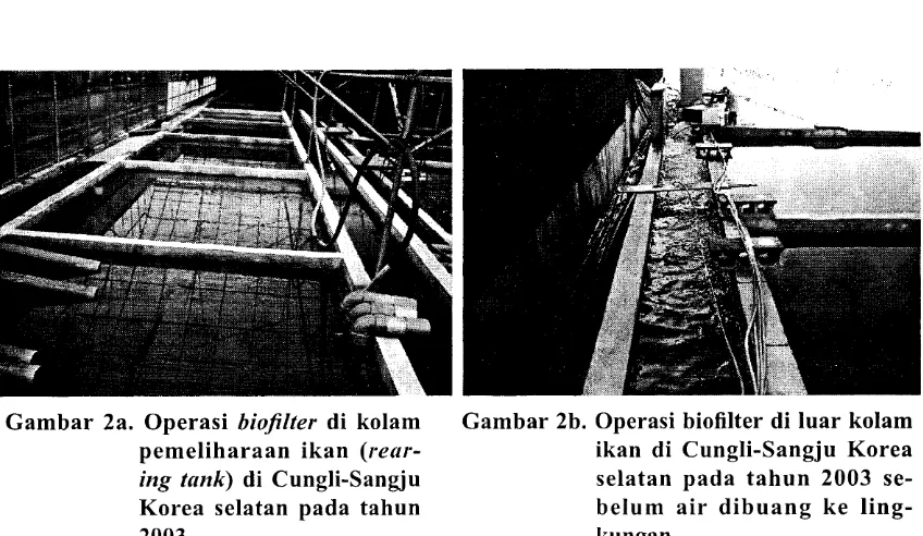 Gambar 2a. Operasi biofilter di kolam