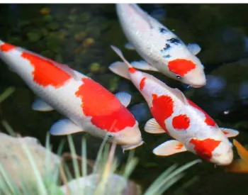 Gambar 2.1. Ikan Mas Koi 