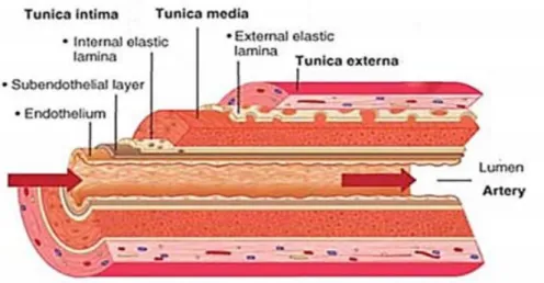 Gambar 1. Struktur Dinding Pembuluh Darah Arteri  26