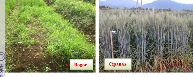 Gambar 3.  Keragaan gandum Varietas  Dewata di Bogor dan Cipanas.                