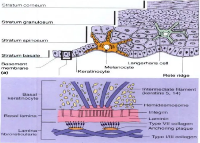 Gambar  2.3.  Anatomi  lapisan  epidermis  potongan  melintang.  (a)  Lapisan  epidermis  dan  struktur  lainnya