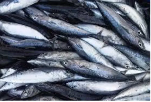 Gambar 1. Ikan Tongkol  Kingdom  : Animalia  Filum    : Chordata  Subfilum  : Vertebrata  Kelas    : Pisces  Subkelas  : Teleostei  Ordo    : Percomorphy  Subordo  : Scombrisea  Famili    : Scombridae  Genus    : Euthynnus 