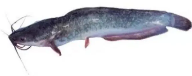 Gambar 2. Ikan Lele (Clarias sp.) 