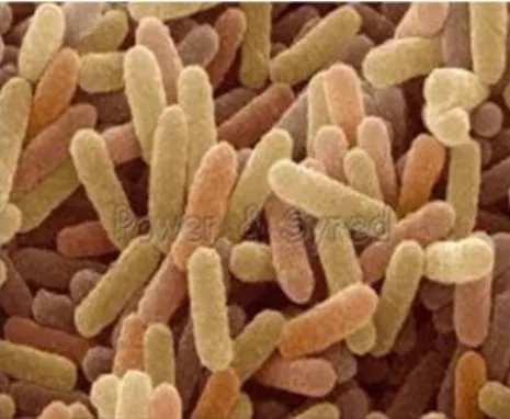 Gambar 1. Gambar sel bakteri Bacillus sp (Wikipedia, 2015).