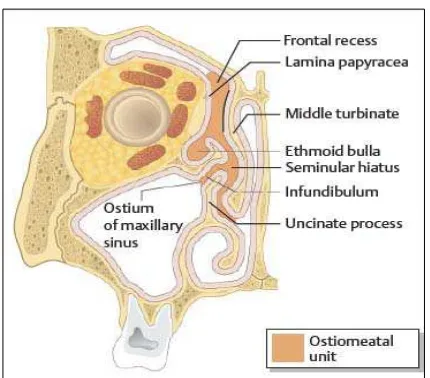 Gambar 2. Kompleks osteomeatal (See et al, 2007) 