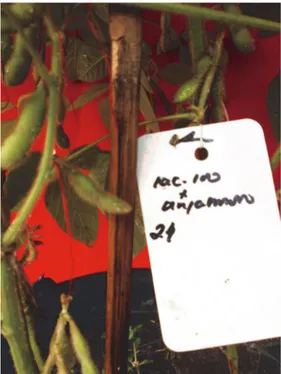 Gambar 6. Keragaan salah satu tanaman kede- kede-lai hasil persilangan untuk  ketahan-an terhadap hama pengisap polong.