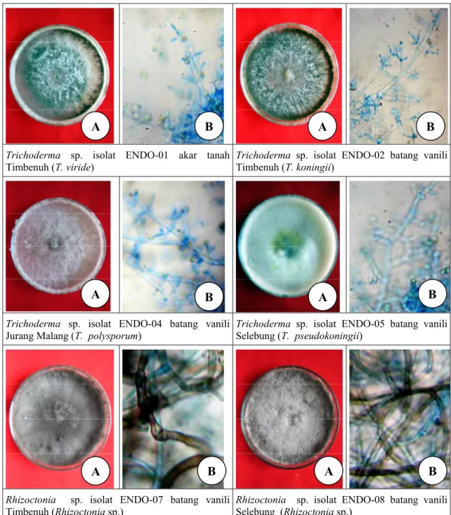 Gambar 5.  Koloni (A) dan morfologi (B) jamur  endofit Trichoderma spp. dan Rhizoctonia  spp