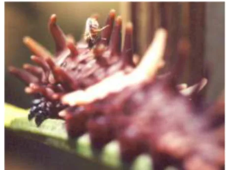 Gambar 5. Megaselia sp. female  meletakkan telur pada larva Troides 