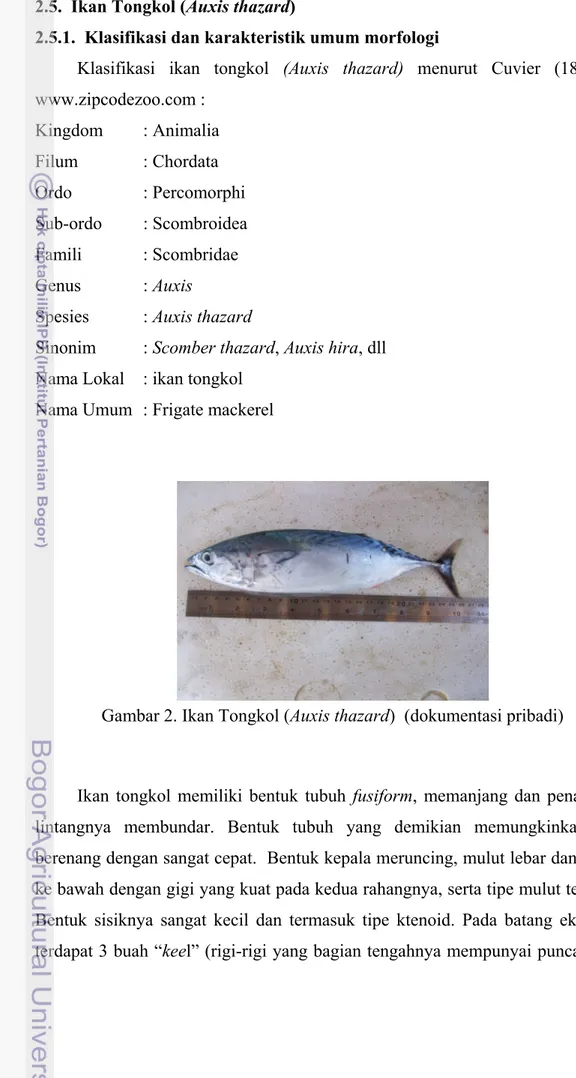 Gambar 2. Ikan Tongkol (Auxis thazard)  (dokumentasi pribadi) 