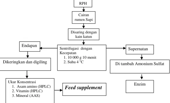 Gambar 1. Prosedur penyediaan endapan cairan rumen sapi sebagai feed supplement  Pengukuran Komposisi Zat Makanan, 