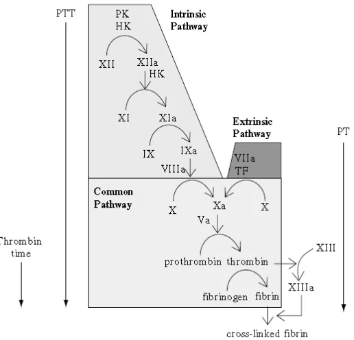 Gambar 2.1 Kaskade pembekuan darahPK: Prekallikrein, HK: High molecular weight kininogen, TF: Tissue factor, PTT: Partial Prothrombin time, PT: Prothrombin time 3 